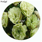 59usd Ngryise 500Pcs A Set Green Ice Rosa Chinensis Flower Hot Seed DGF-S-YJHD055