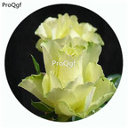 59usd Ngryise 500Pcs A Set Green Planet Rosa Chinensis Flower Hot Seed DGF-S-YJHD056
