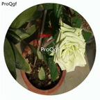 59usd Ngryise 500Pcs A Set Green Tea Rosa Chinensis Flower Hot Seed DGF-S-YJHD057