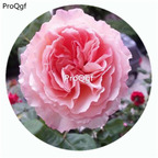59usd Ngryise 500Pcs A Set Haiku Romantika Rosa Chinensis Flower Hot Seed DGF-S-YJHD058