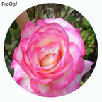 59usd Ngryise 500Pcs A Set handel Rosa Chinensis Flower Hot Seed DGF-S-YJHD059