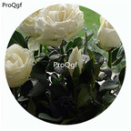 59usd Ngryise 500Pcs A Set Infinity Rosa Chinensis Flower Hot Seed DGF-S-YJHD061