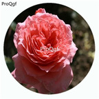 59usd Ngryise 500Pcs A Set Institute Lumiere Rosa Chinensis Flower Hot Seed DGF-S-YJHD062