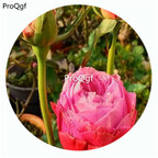 59usd Ngryise 500Pcs A Set Iroha Rosa Chinensis Flower Hot Seed DGF-S-YJHD063
