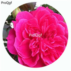 500Pcs A Set Ivor Rosa Chinensis Flower Hot Seed DGF-S-YJHD064