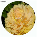 29usd Ngryise 500Pcs A Set Jeri Jennings Rosa Chinensis Flower Hot Seed DGF-S-YJHD065