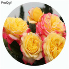 59usd Ngryise 500Pcs A Set Kordes Jubilee Rosa Chinensis Flower Hot Seed DGF-S-YJHD067