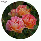 59usd Ngryise 500Pcs A Set La Parisienne Rosa Chinensis Flower Hot Seed DGF-S-YJHD068