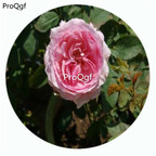 59usd Ngryise 500Pcs A Set Lady Heirloom Rosa Chinensis Flower Hot Seed DGF-S-YJHD070
