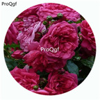 59usd Ngryise 500Pcs A Set Laguna Rosa Chinensis Flower Hot Seed DGF-S-YJHD071