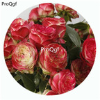 59usd Ngryise 500Pcs A Set Latin Pompon Freelander Rosa Chinensis Flower Hot Seed DGF-S-YJHD072