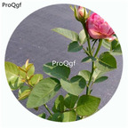 59usd Ngryise 500Pcs A Set Lavender Lace Rosa Chinensis Flower Hot Seed DGF-S-YJHD073