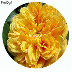 59usd Ngryise 500Pcs A Set Leah Tutu Rosa Chinensis Flower Hot Seed DGF-S-YJHD075