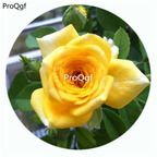 59usd Ngryise 500Pcs A Set Lemon Pompon Freelander Rosa Chinensis Flower Hot Seed DGF-S-YJHD076