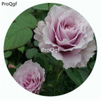 59usd Ngryise 500Pcs A Set Libellula Rosa Chinensis Flower Hot Seed DGF-S-YJHD077