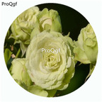 59usd Ngryise 500Pcs A Set Lovely Green Rosa Chinensis Flower Hot Seed DGF-S-YJHD078