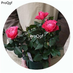 59usd Ngryise 500Pcs A Set Maggiore Forever Rosa Chinensis Flower Hot Seed DGF-S-YJHD079