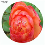 59usd Ngryise 500Pcs A Set Mango Romantica Rosa Chinensis Flower Hot Seed DGF-S-YJHD080