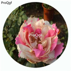 59usd Ngryise 500Pcs A Set Marble Parfait Rosa Chinensis Flower Hot Seed DGF-S-YJHD081