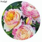 59usd Ngryise 500Pcs A Set Marc Chagall Rosa Chinensis Flower Hot Seed DGF-S-YJHD082