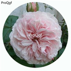 59usd Ngryise 500Pcs A Set Mariatheresia Rosa Chinensis Flower Hot Seed DGF-S-YJHD083
