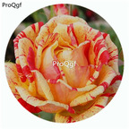 59usd Ngryise 500Pcs A Set Matsuri Rosa Chinensis Flower Hot Seed DGF-S-YJHD084