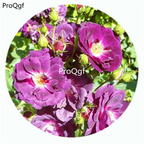 59usd Ngryise 500Pcs A Set Midnight Blue Rosa Chinensis Flower Hot Seed DGF-S-YJHD085