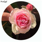 59usd Ngryise 500Pcs A Set Mini Eden Rosa Chinensis Flower Hot Seed DGF-S-YJHD086