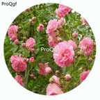 59usd Ngryise 500Pcs A Set Minnehaha Rosa Chinensis Flower Hot Seed DGF-S-YJHD087
