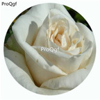 59usd Ngryise 500Pcs A Set Mount Shasta Rosa Chinensis Flower Hot Seed DGF-S-YJHD089