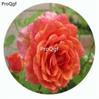 59usd Ngryise 500Pcs A Set Napoli Rosa Chinensis Flower Hot Seed DGF-S-YJHD090