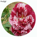 59usd Ngryise 500Pcs A Set New Imagine Rosa Chinensis Flower Hot Seed DGF-S-YJHD091