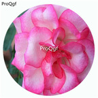 59usd Ngryise 500Pcs A Set Nicole Rosa Chinensis Flower Hot Seed DGF-S-YJHD092