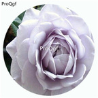 59usd Ngryise 500Pcs A Set Noble Shine Rosa Chinensis Flower Hot Seed DGF-S-YJHD093