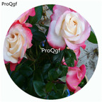 59usd Ngryise 500Pcs A Set Nostalgia Rosa Chinensis Flower Hot Seed DGF-S-YJHD094