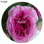 59usd Ngryise 500Pcs A Set Parfum Flower Circus Rosa Chinensis Flower Hot Seed DGF-S-YJHD095