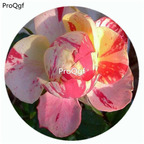 59usd Ngryise 500Pcs A Set Party Ranucula Rosa Chinensis Flower Hot Seed DGF-S-YJHD096