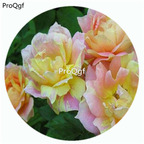 59usd Ngryise 500Pcs A Set Paul Cezanne Rosa Chinensis Flower Hot Seed DGF-S-YJHD097