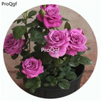 59usd Ngryise 500Pcs A Set Pluto King Terrazza Rosa Chinensis Flower Hot Seed DGF-S-YJHD099