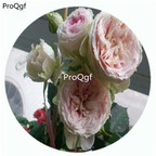 59usd NGRYISE 500Pcs A Set Pompon Veranda Rosa Chinensis Flower Hot Seed DGF-S-YJHD100