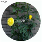 59usd Ngryise 500Pcs A Set Princess Michael of Kent Rosa Chinensis Flower Hot Seed DGF-S-YJHD101