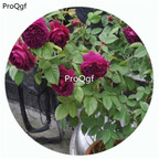 59usd Ngryise 500Pcs A Set Purple Lodge Rosa Chinensis Flower Hot Seed DGF-S-YJHD102