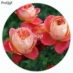 59usd Ngryise 500Pcs A Set Queen of Hearts Rosa Chinensis Flower Hot Seed DGF-S-YJHD103
