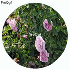 59usd Ngryise 500Pcs A Set Rainy Blue Rosa Chinensis Flower Hot Seed DGF-S-YJHD104