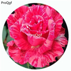 59usd Ngryise 500Pcs A Set Red Intuition Rosa Chinensis Flower Hot Seed DGF-S-YJHD105