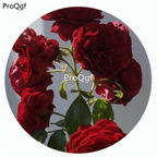 59usd Ngryise 500Pcs A Set Red Riding Hood Fairy Tale Rosa Chinensis Flower Hot Seed DGF-S-YJHD106