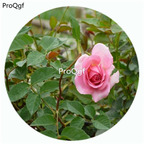 59usd Ngryise 500Pcs A Set Robe a la francaise Rosa Chinensis Flower Hot Seed DGF-S-YJHD107