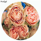 59usd Ngryise 500Pcs A Set Romantic Lace Rosa Chinensis Flower Hot Seed DGF-S-YJHD108