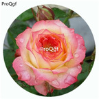 59usd Ngryise 500Pcs A Set Romantic Rose veil Rosa Chinensis Flower Hot Seed DGF-S-YJHD109
