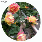 59usd Ngryise 500Pcs A Set Rose des Cisterciens Rosa Chinensis Flower Hot Seed DGF-S-YJHD110